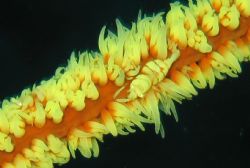 Wire Coral Shrimp found in Wakatobi by Beate Krebs 
